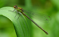 Red-eyed Damselfly (Female, Erythromma najas)